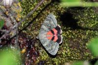 Catocala elocata