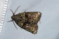 Cryphia algae