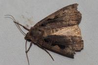 Xestia c-nigrum