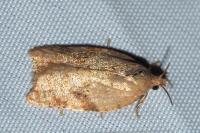Acleris ferrugana/notana