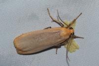 Katha depressa