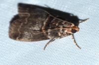 Acrobasis advenella