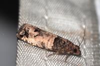 Notocelia incarnatana