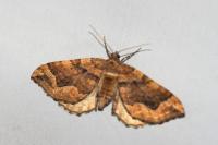 Pelurga comitata