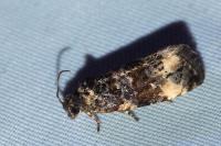 Endothenia gentianaeana/marginana/oblongana