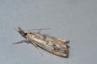 Catoptria falsella