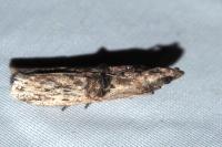Nephopterix angustella