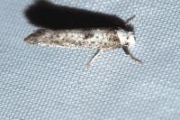 Paraswammerdamia albicapitella