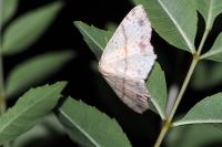 Cyclophora punctaria