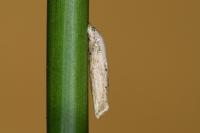 Coleophora glaucicolella