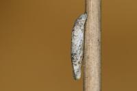 Coleophora glaucicolella