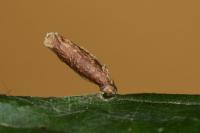 Coleophora serratella