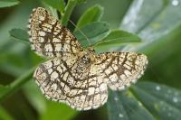 Chiasmia clathrata