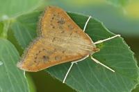 Udea ferrugalis