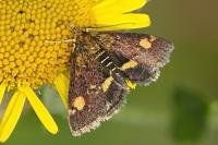 Pyrausta aurata