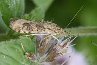 Nomophila noctuella