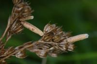 Coleophora glaucicolella