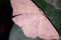 Cyclophora ruficiliaria