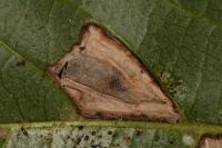 Phyllonorycter lantanella