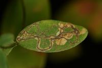 Fomoria septembrella