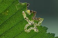 Stigmella ulmivora