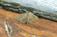 Patania ruralis