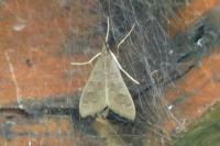 Mecyna asinalis