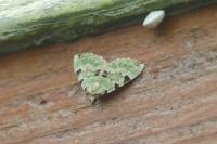 Colostygia pectinataria
