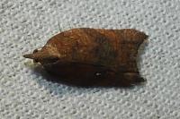 Acleris rhombana