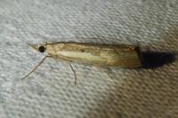 Agriphila geniculea