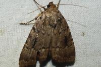 Amphipyra pyramidea