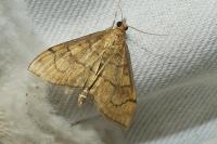 Anania verbascalis