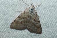 Aplocera efformata/plagiata