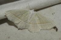 Campaea margaritaria