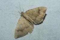 Camptogramma bilineata