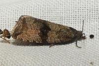 Celypha striana