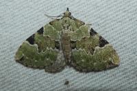 Colostygia pectinataria