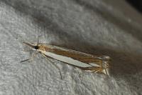Crambus pascuella