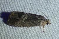 Cydia splendana