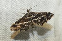 Diasemiopsis ramburialis