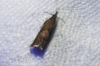 Dichrorampha acuminatana