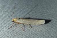 Eilema caniola
