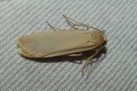 Katha depressa
