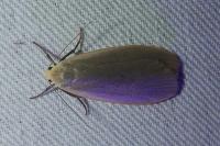 Collita griseola