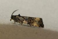Endothenia gentianaeana/marginana/oblongana