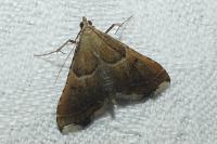 Endotricha flammealis