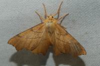 Ennomos erosaria