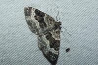 Epirrhoe alternata