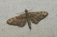Gymnoscelis rufifasciata