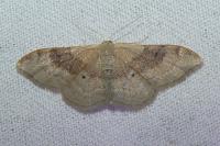 Idaea degeneraria